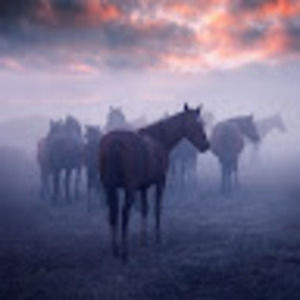 Meet your Posher, Janet